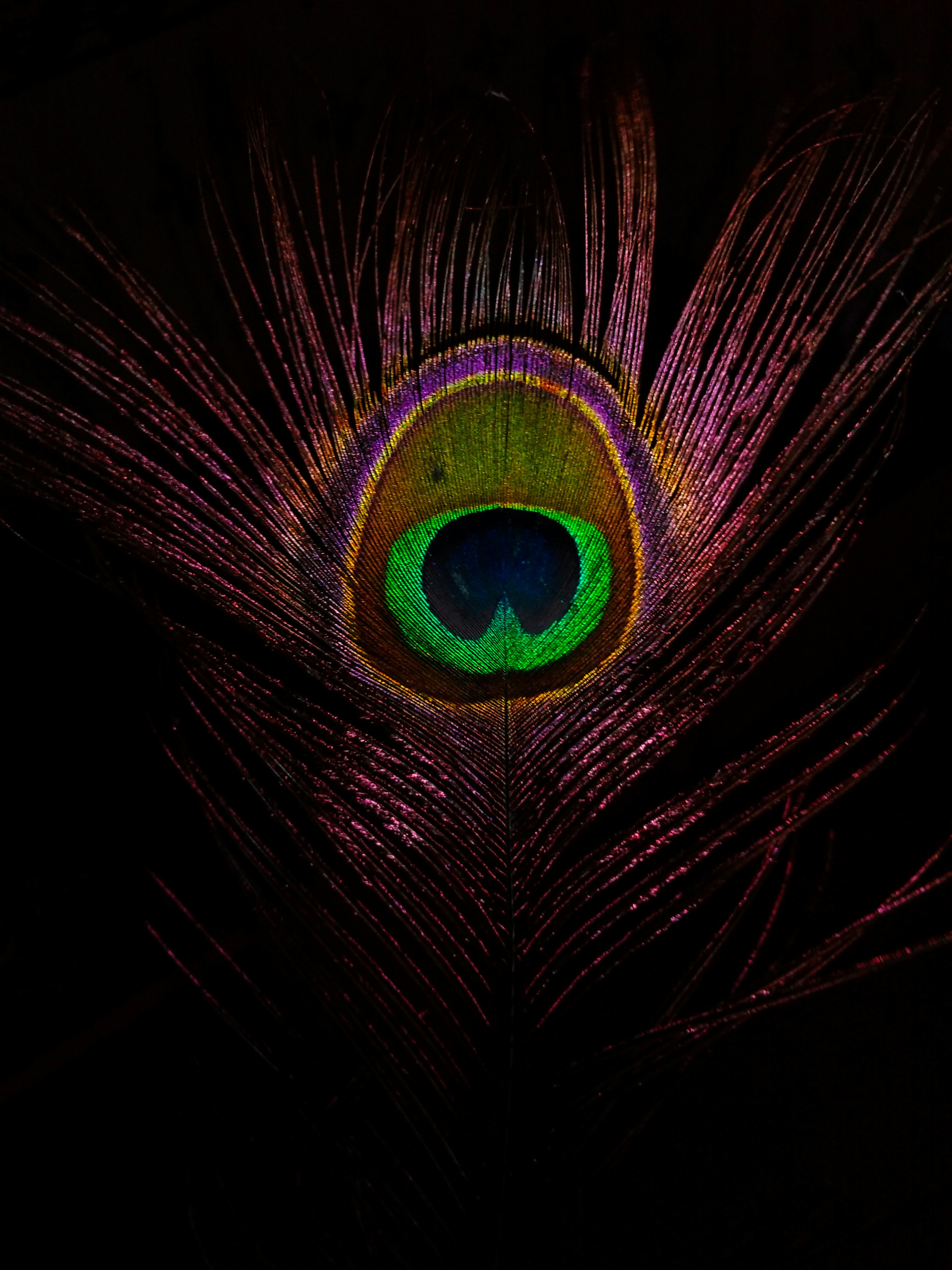Peacock Feather